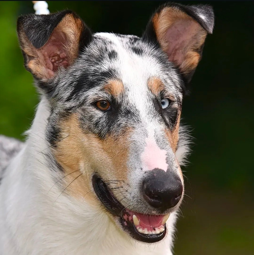 Vent D'Ouest dit Viggo du domaine de Docmael